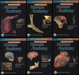 acland anatomy