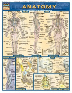 ANATOMY QUICK GUIDE