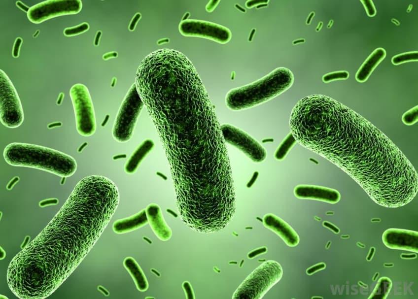 bacillus-coagulans Bacillus coagulans