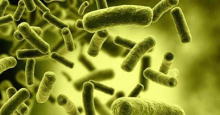 bifidobacteria Bifidobacteria