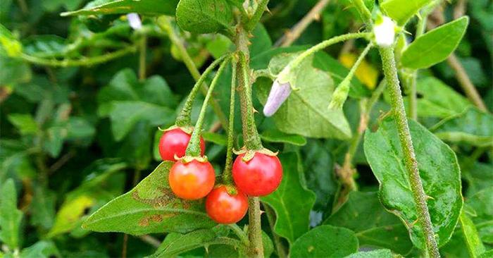 giai-doc-gan-tue-linh Giải độc gan Tuệ Linh